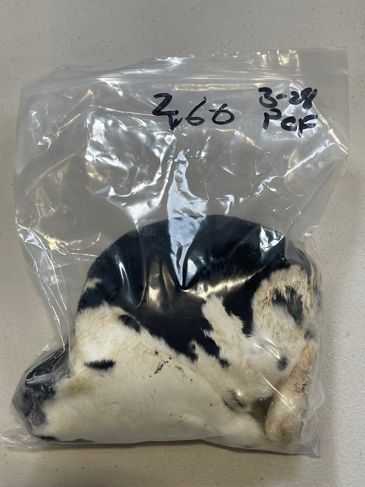 WFP Whole Rabbit