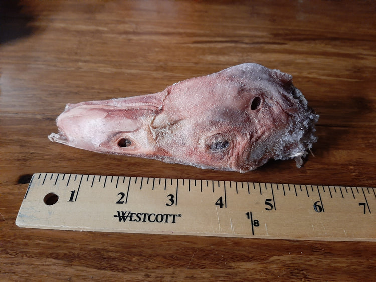 Duck Heads