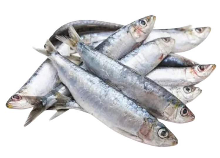 RAWR Sardine