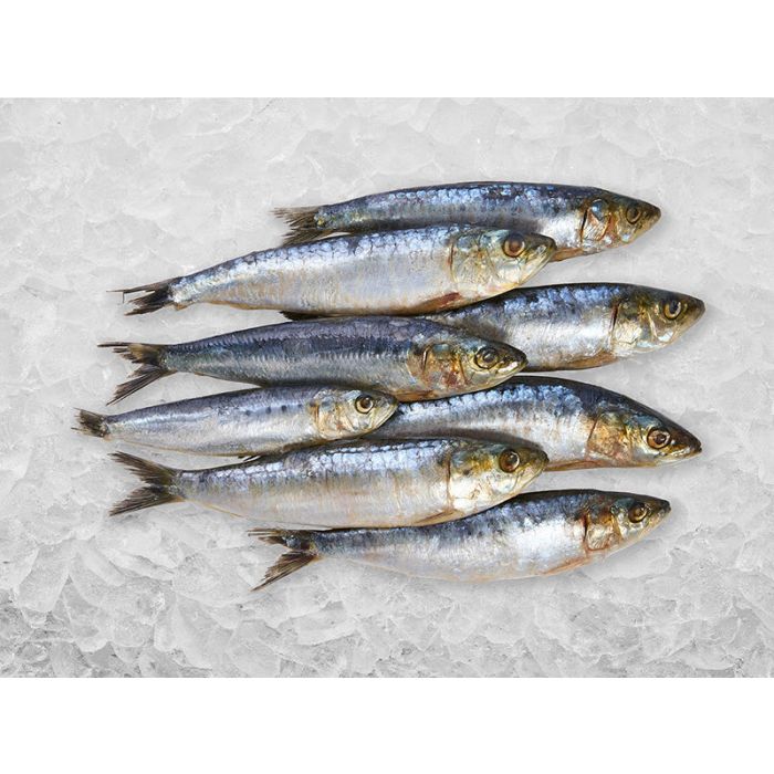 Sardines 40lb